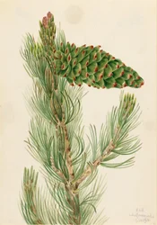 Weiche Kiefer (Pinus flexilis)