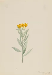 Lithospermum canescens, 1907