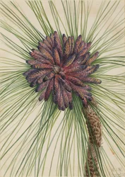 Langblatt-Kiefer Pinus palustris, 1929