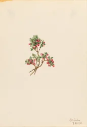 Niedrige Heidelbeere (Vaccinium caespitosum)