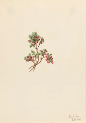 Niedrige Heidelbeere Vaccinium caespitosum, 1918