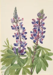 Lupine Lupinus fornosus, 1935