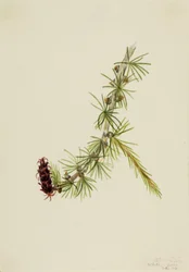 Lyall-Lärche, 1913