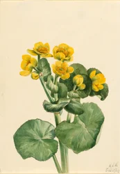 Sumpfdotterblume (Caltha palustris)