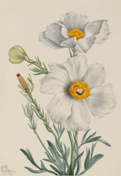 Matilija-Mohn (Romneya coulteri)