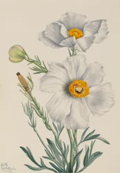 Matilija Mohn Romneya coulteri, 1931