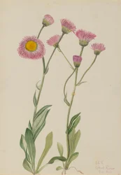 Wiesenflockenblume Erigeron speciosus