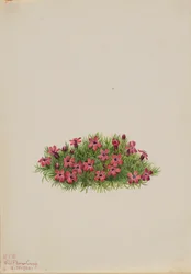 Moos-Steinbrech Silene acaulis, 1924
