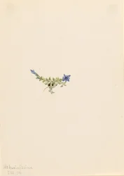 Moos-Enzian (Gentiana prostrata)