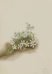 Moosrosa (Phlox subulata)