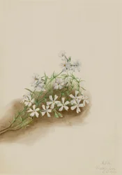 Moos-Phlox subulata, 1919