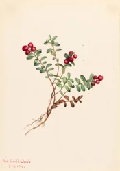 Bergpreiselbeere (Vaccinium vitisdaea minus)