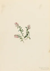 Bergpreiselbeere (Vaccinium vitisidaea minus)
