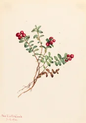 Bergpreiselbeere Vaccinium vitis-idaea minus, 1916