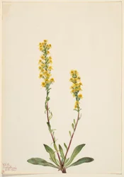 Berg-Goldrute (Solidago oreophila)