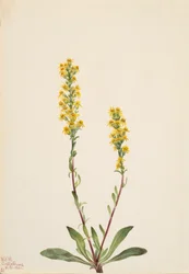 Berg-Goldrute Solidago oreophila