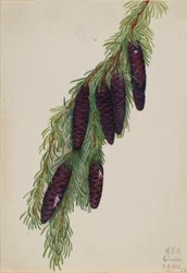 Berg-Hemlocktanne (Tsuga mertensiana)