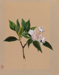 Berglorbeer (Kalmia latifolia)
