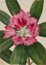 Berg-Rosenlorbeer (Rhododendron catawbiense)