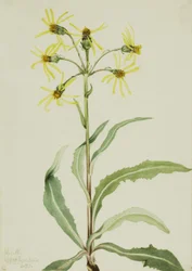 Trauer-Greiskraut Senecio lugens, 1921