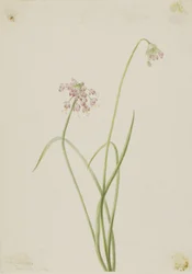 Nickende Zwiebel (Allium cernuum)