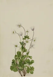 Nordanemone Anemone parviflora, 1924