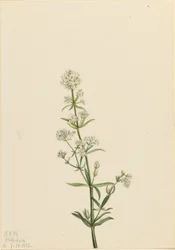 Nordisches Labkraut (Galium boreale)