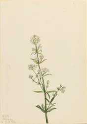 Nördliches Labkraut Galium boreale, 1922
