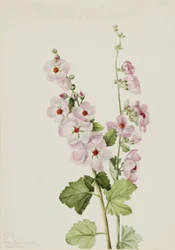 Orange-Auge Kugelmalve Sphaeralcea davidsonii, 1926