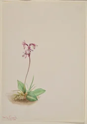 Orchis (Orchis rotundifolia)