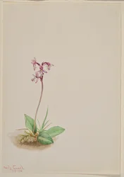 Orchis Orchis rotundifolia