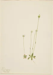 Oxytropis aepicola