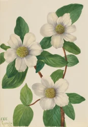 Pazifischer Hartriegel (Cornus nuttallii)