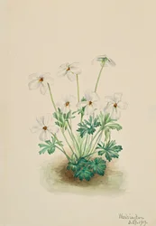 Stiefmütterchen Viola pedata, 1919