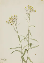 Perlen-Strohblume (Anaphalis margaritacea)