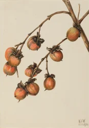 Persimone (Diospyros virginiana)