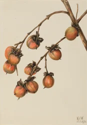 Persimone Diospyros virginiana, 1920