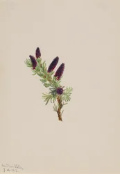 Picea engelmanni, 1913