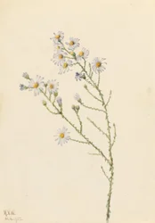 Pineland-Aster (Aster squarrosus)