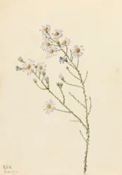 Pineland Aster Aster squarrosus, 1922