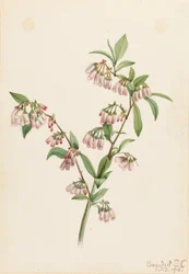 Kiefernwald-Blaubeere (Vaccinium tenellum)