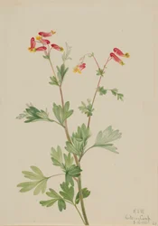 Rosa Rauchkraut (Capnoides sempervirens)