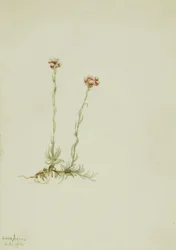 Rosa Katzenpfötchen Antennaria rosea, 1916