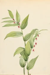 Rosa gedrehter Stängel Streptopus curvipes, 1913