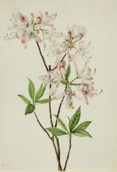 Rosa Azalee (Azalea vaseyi)