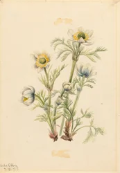 Federanemone Pulsatilla occidentalis, 1917