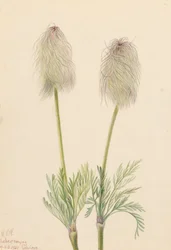 Federanemone Pulsatilla occidentalis, 1923
