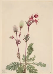 Prärie-Rauch (Sieversia ciliata)