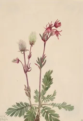 Prärie-Rauch Sieversia ciliata, 1921