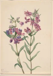 Prärie-Penstemon (Pentstemon erianthera)